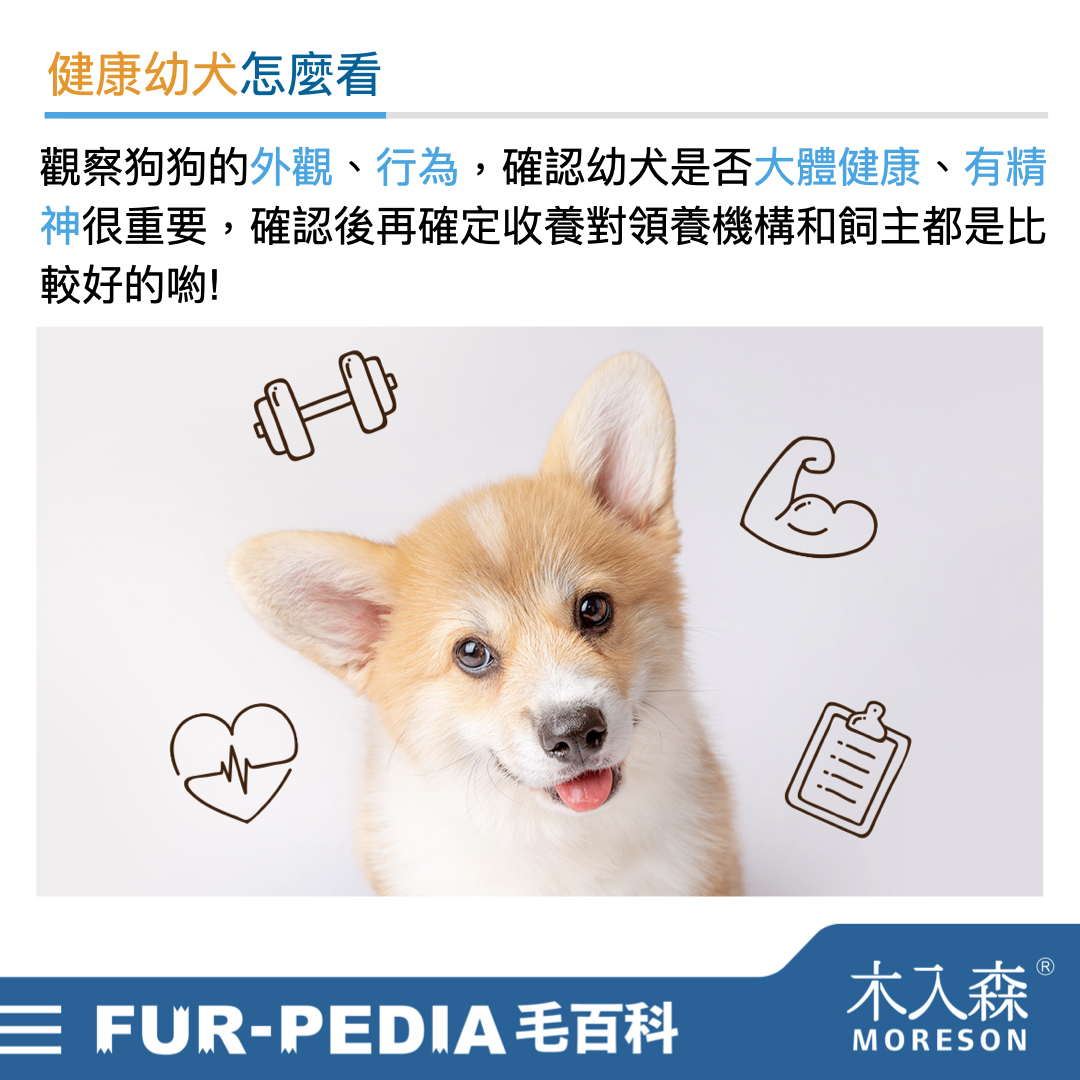 新手大戰幼犬!小狗怎麼養才對?! 新手大戰幼犬!小狗怎麼養才對?!